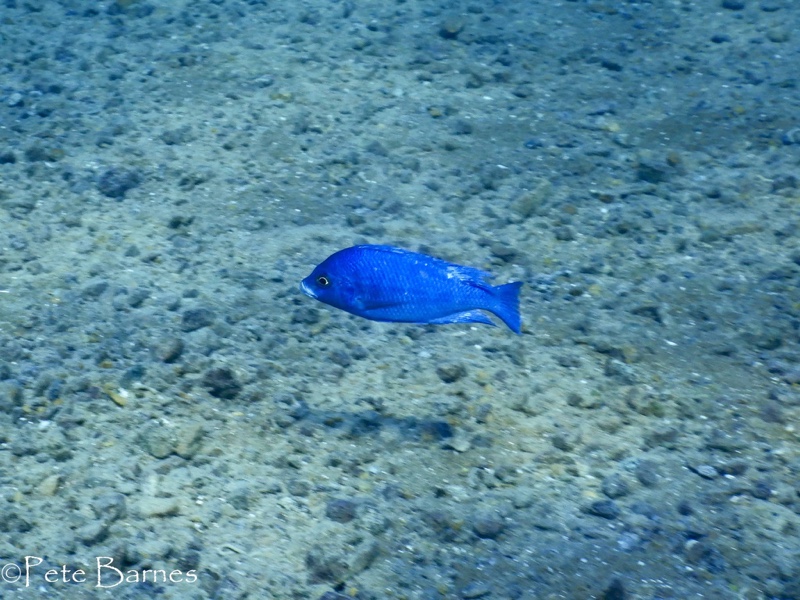 Placidochromis sp. 'phenochilus mavuto' Mara Rocks